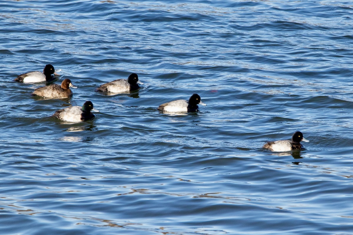 Lesser Scaup - ML615318481