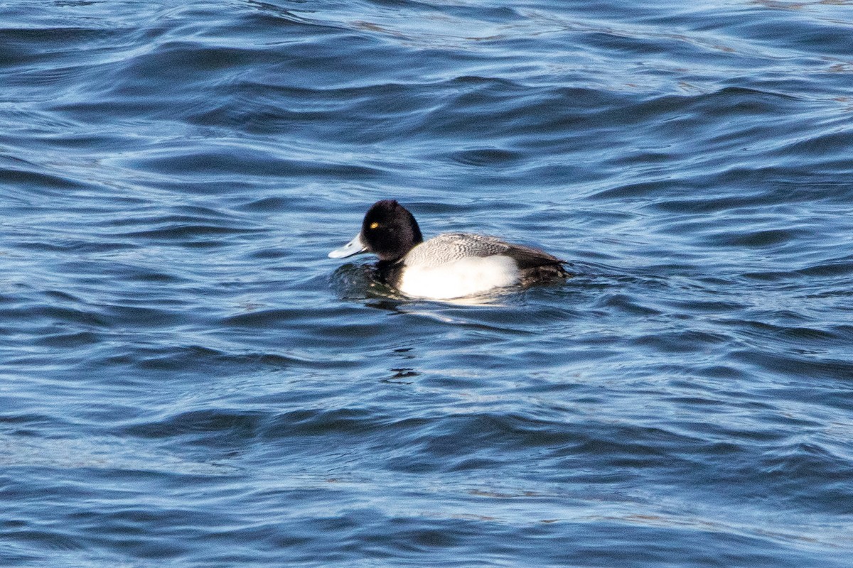 Lesser Scaup - ML615318483