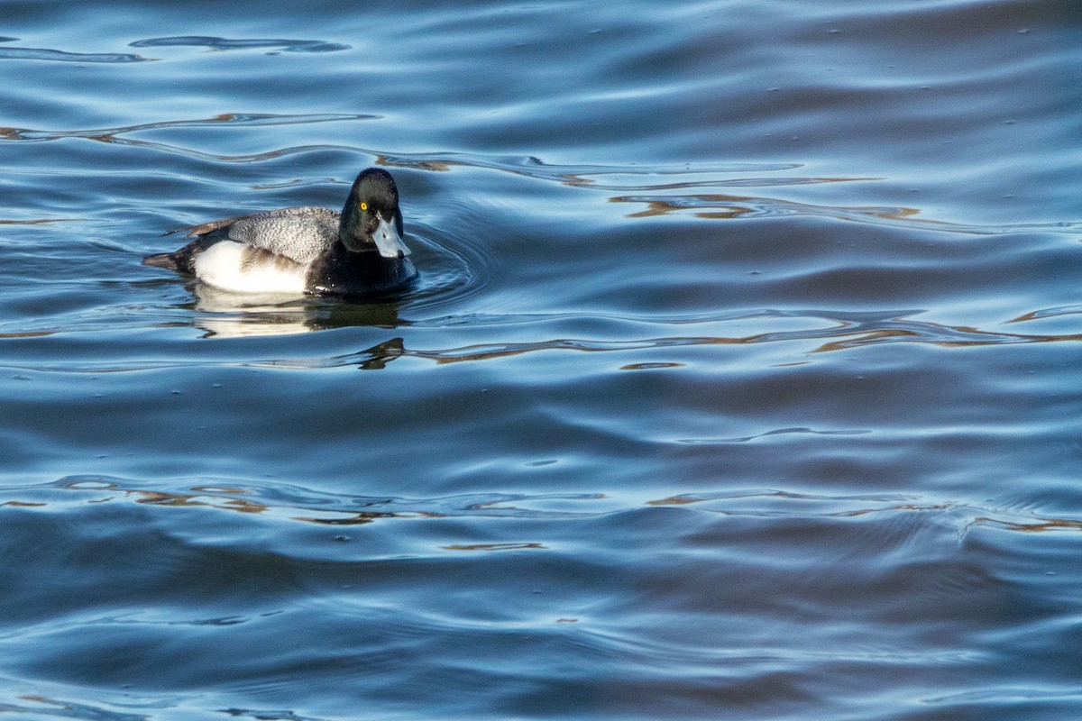 Lesser Scaup - ML615318484