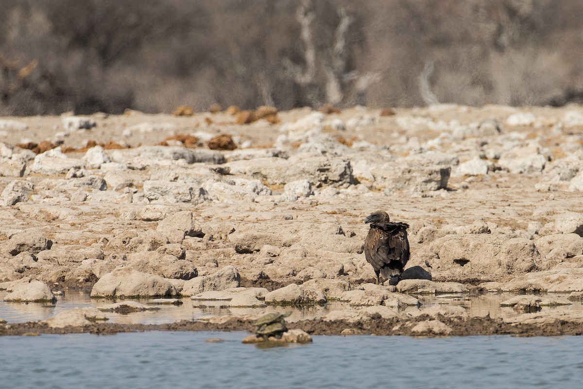 White-backed Vulture - ML615318502