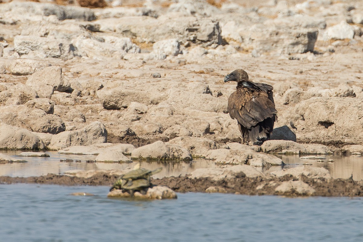 White-backed Vulture - ML615318503