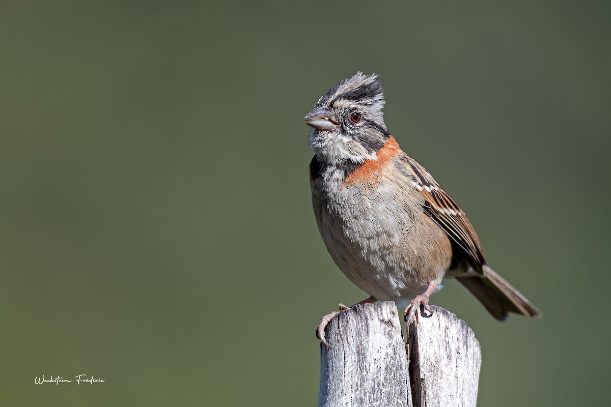 Rufous-collared Sparrow - Frédéric WECKSTEEN