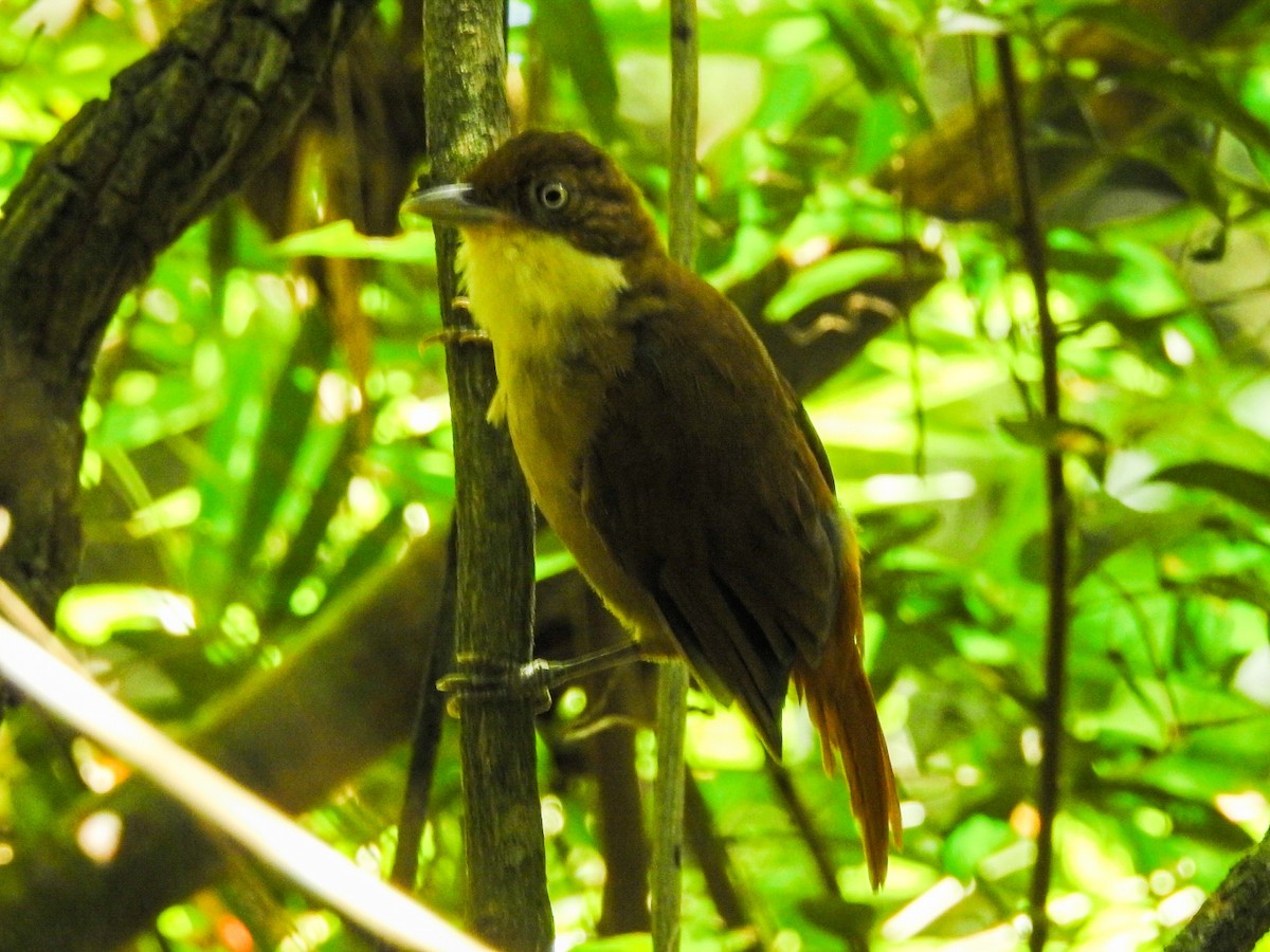 White-eyed Foliage-gleaner - Daniel Garrigues