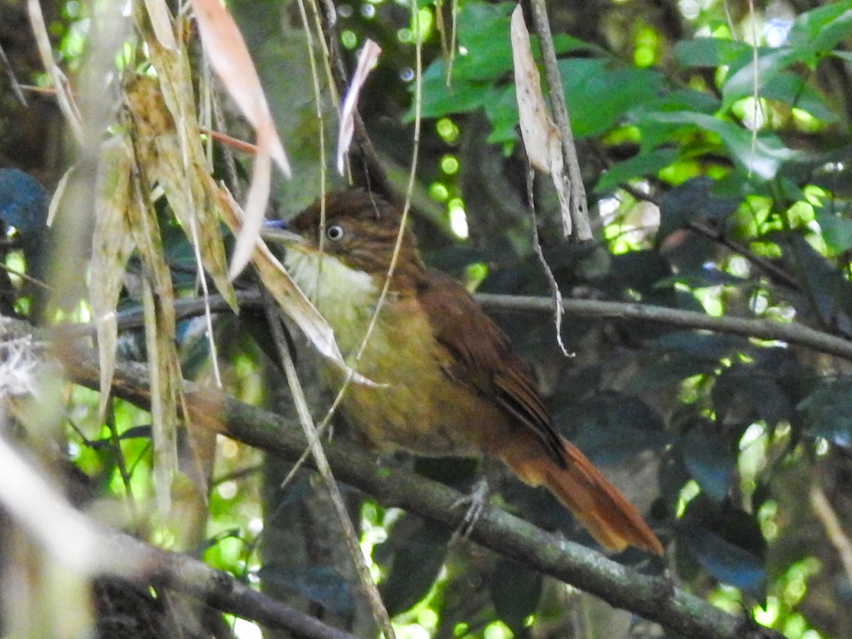 White-eyed Foliage-gleaner - Daniel Garrigues