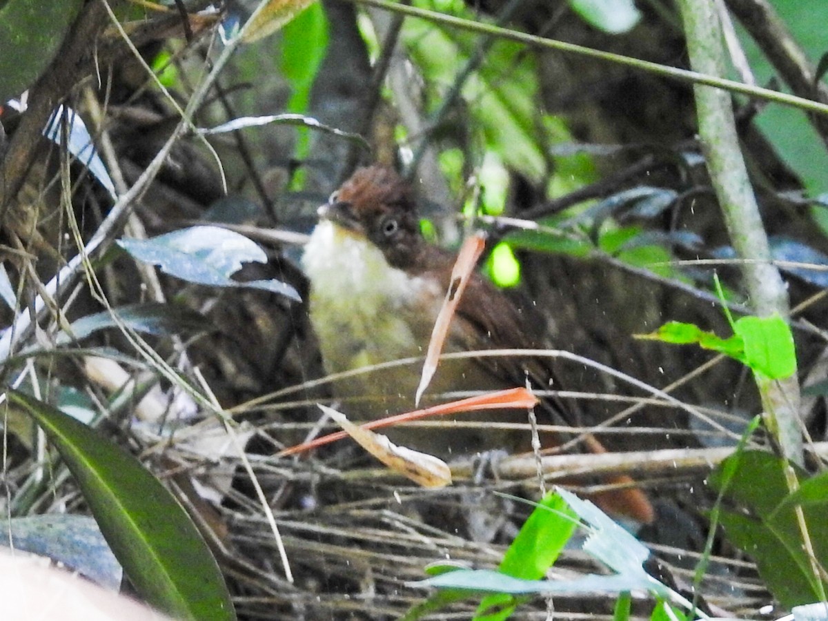 White-eyed Foliage-gleaner - Daniel Garrigues