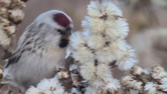 Redpoll (Hoary) - ML615318662
