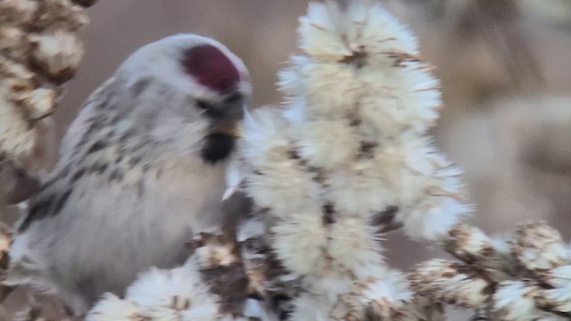 Hoary Redpoll - ML615318662