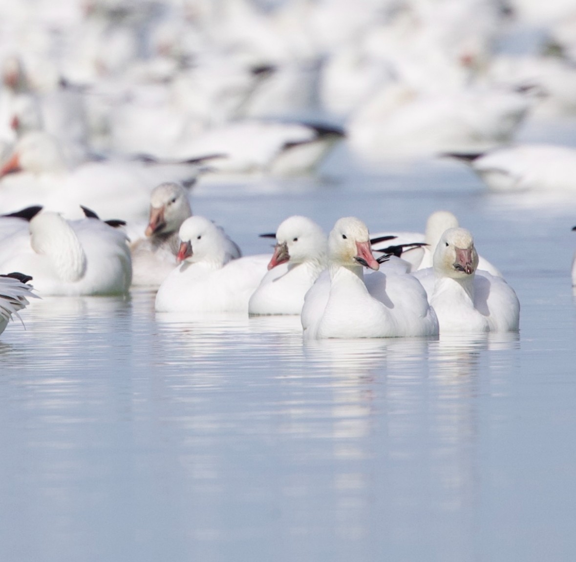 Ross's Goose - ML615318669