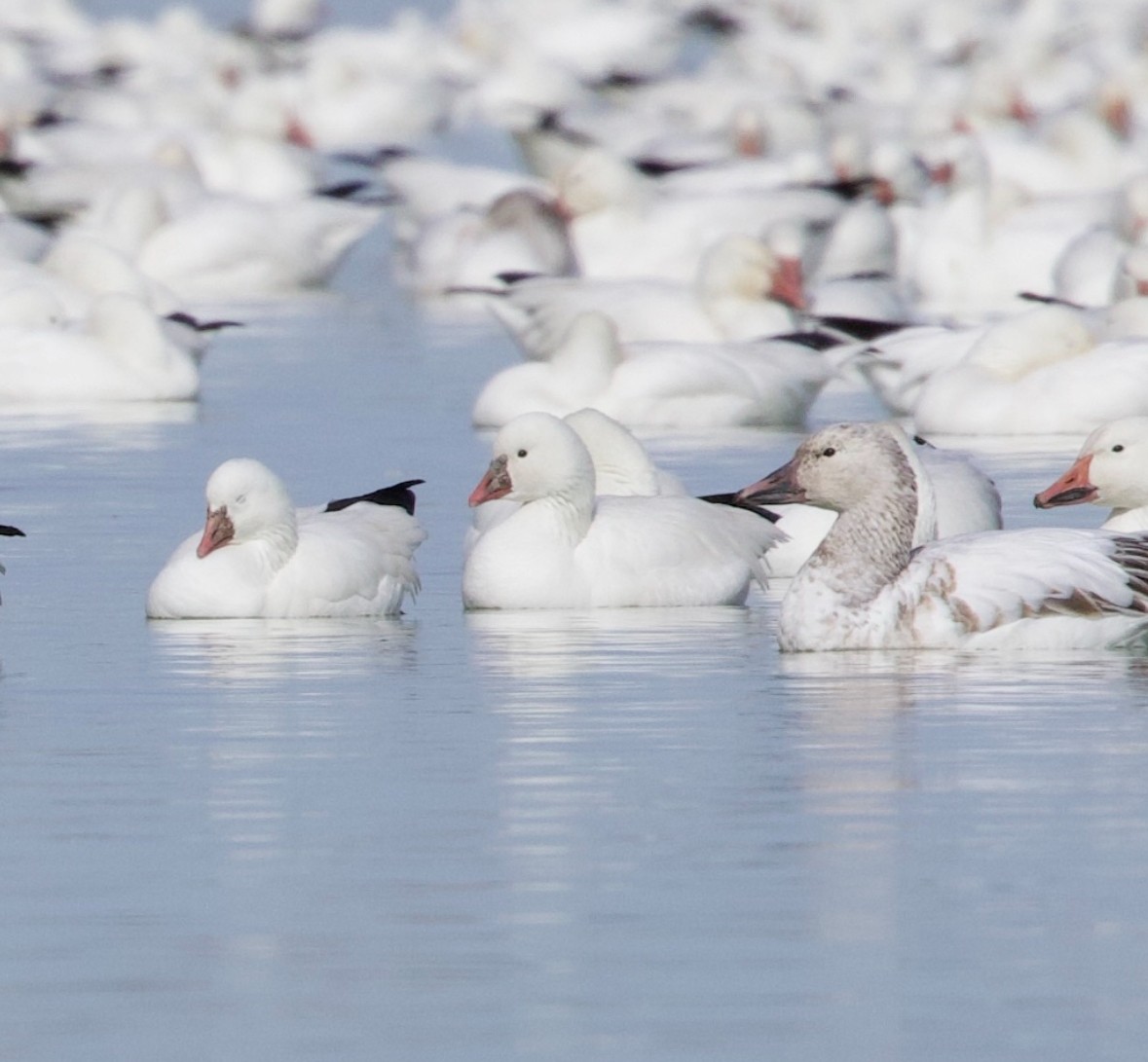 Ross's Goose - ML615318671