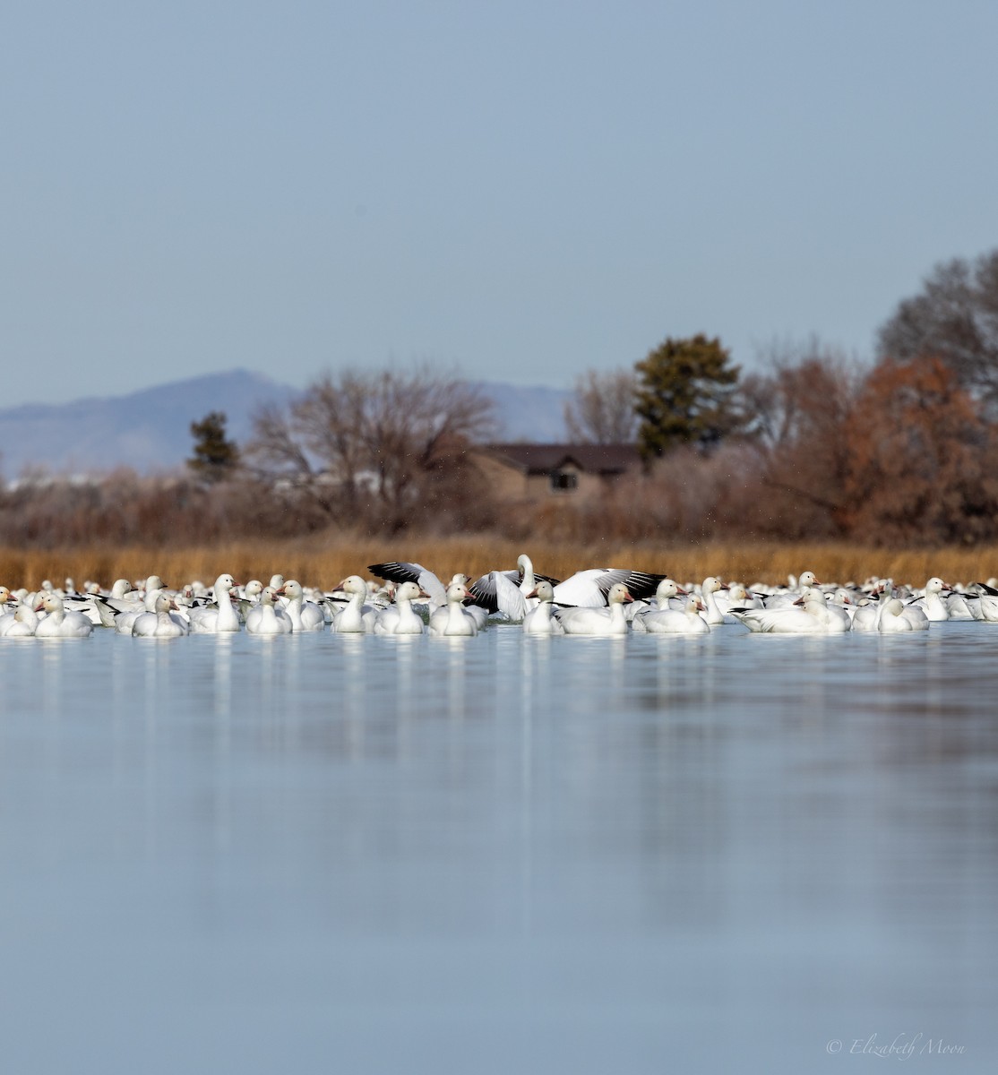 Snow Goose - Elizabeth Moon