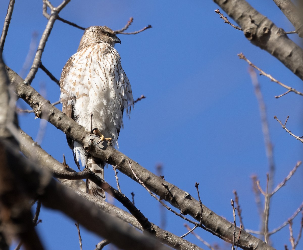 Cooper's Hawk - ML615318724