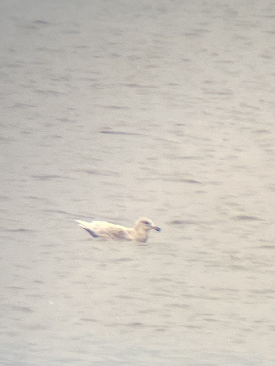 Glaucous x Glaucous-winged Gull (hybrid) - ML615318727