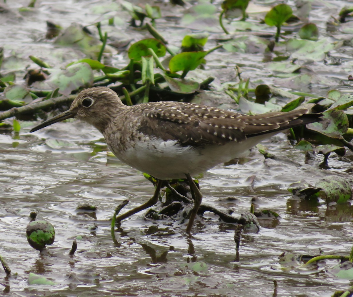 eremittsnipe - ML615318769