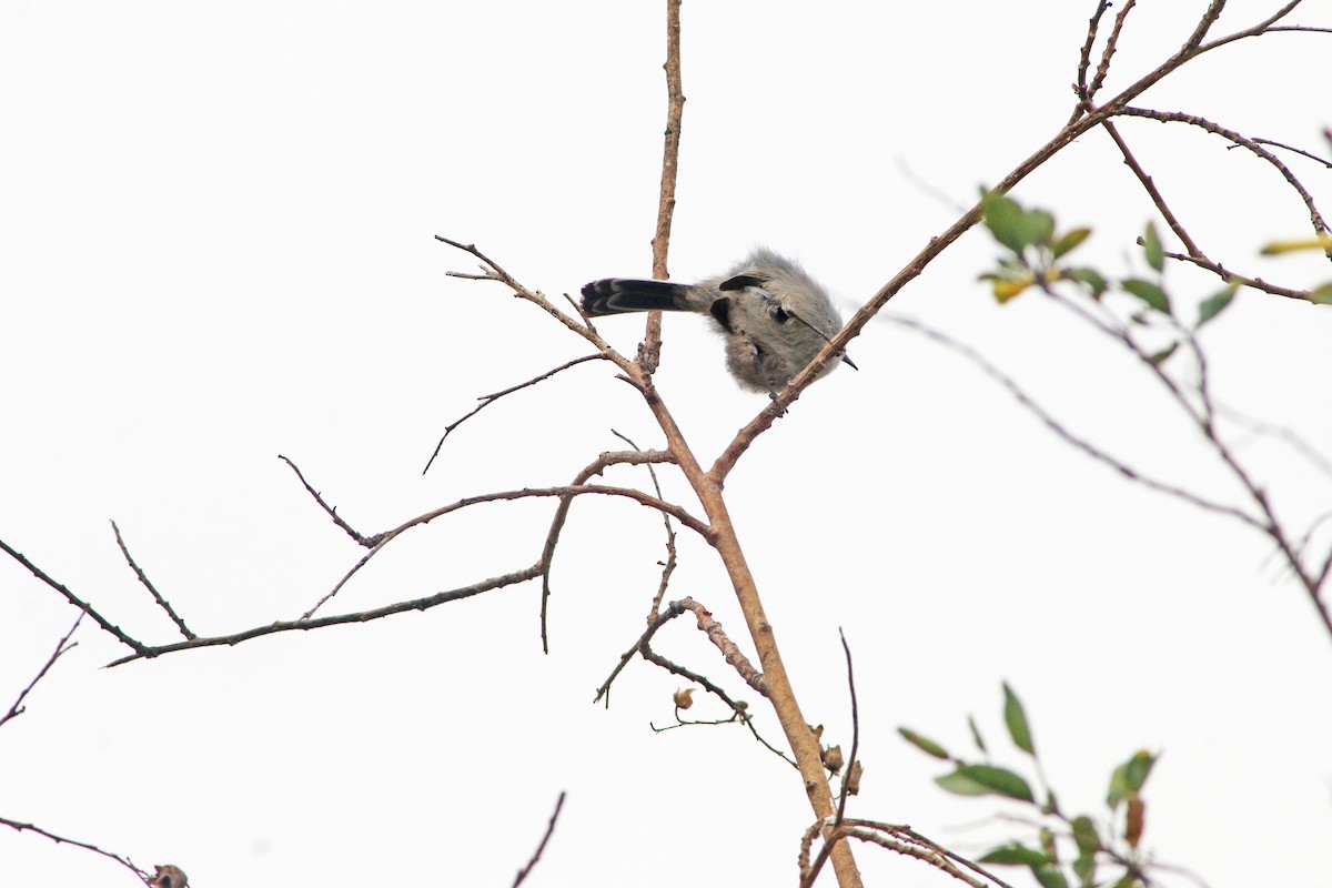 California Gnatcatcher - Chet McGaugh