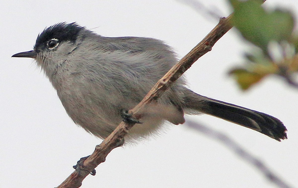 California Gnatcatcher - Chet McGaugh