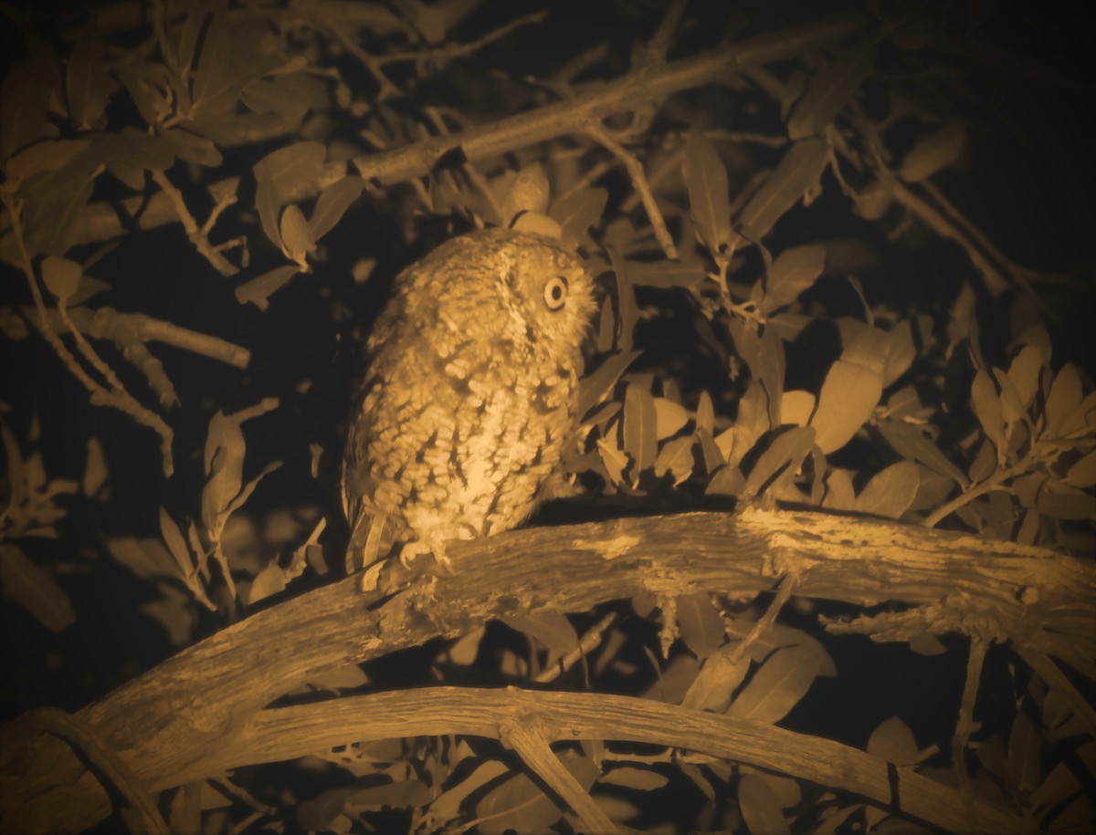 Whiskered Screech-Owl - ML615318812