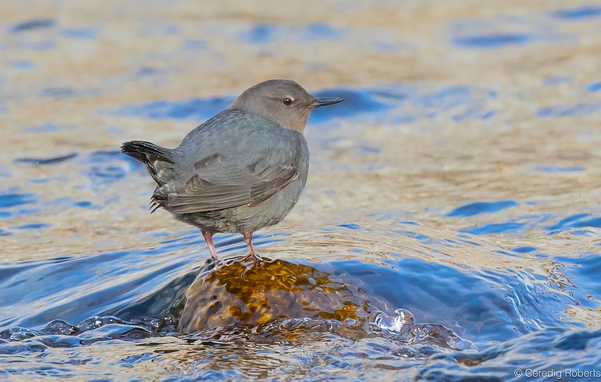 American Dipper - ML615318840