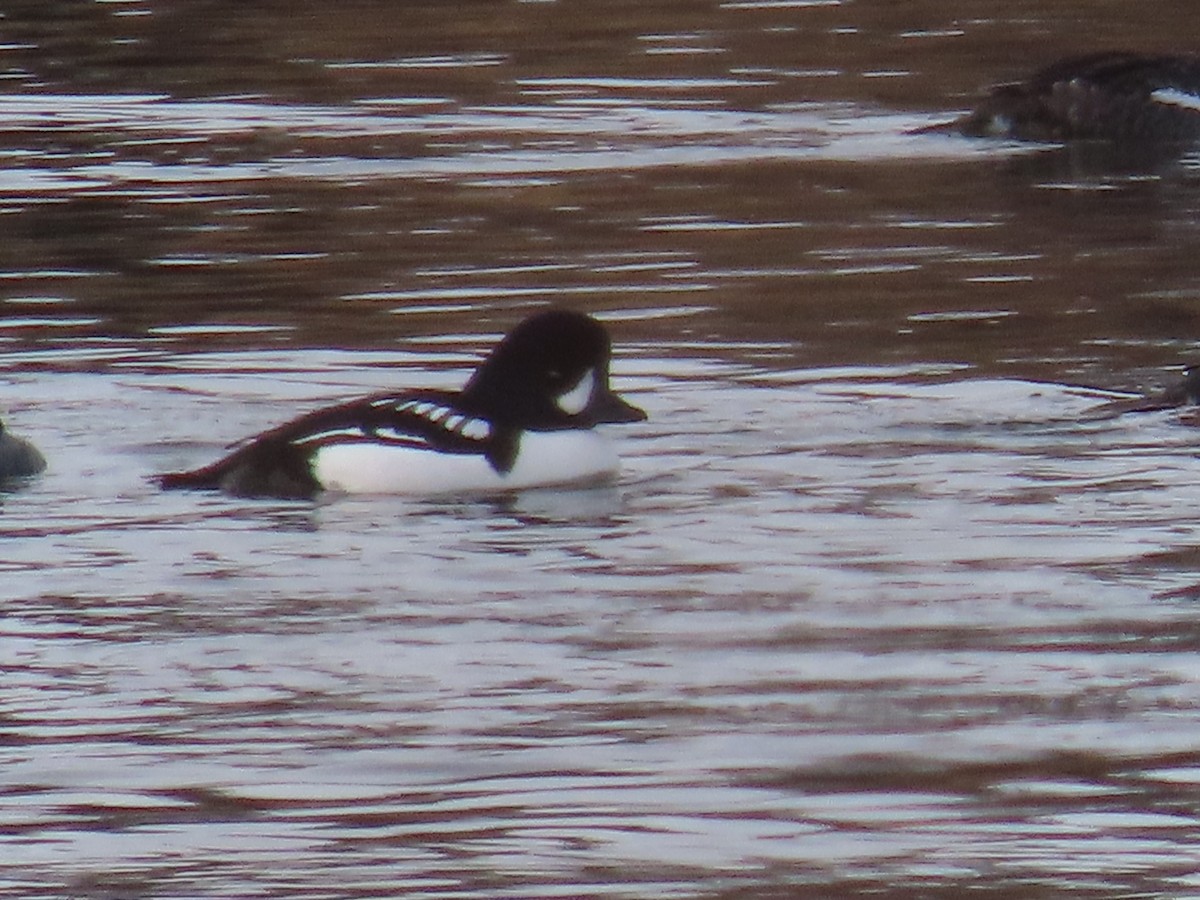 Barrow's Goldeneye - ML615318881