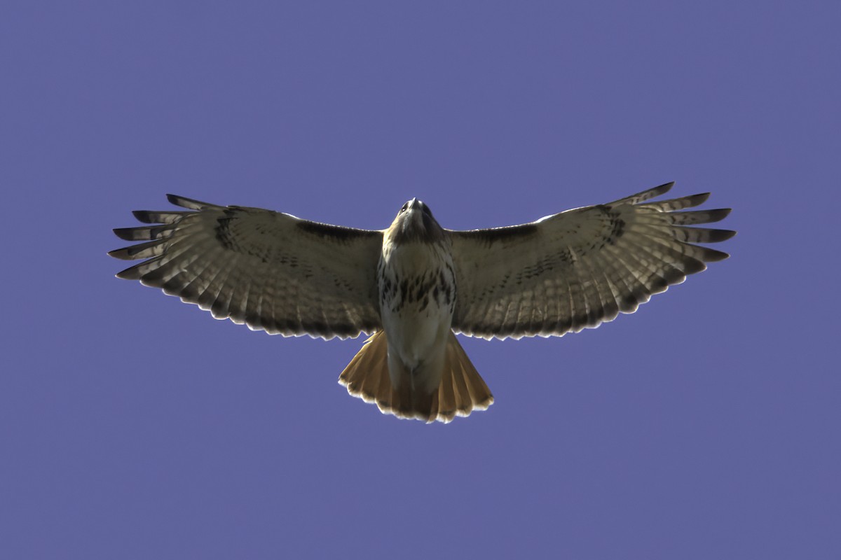 Red-tailed Hawk - Dave Keith