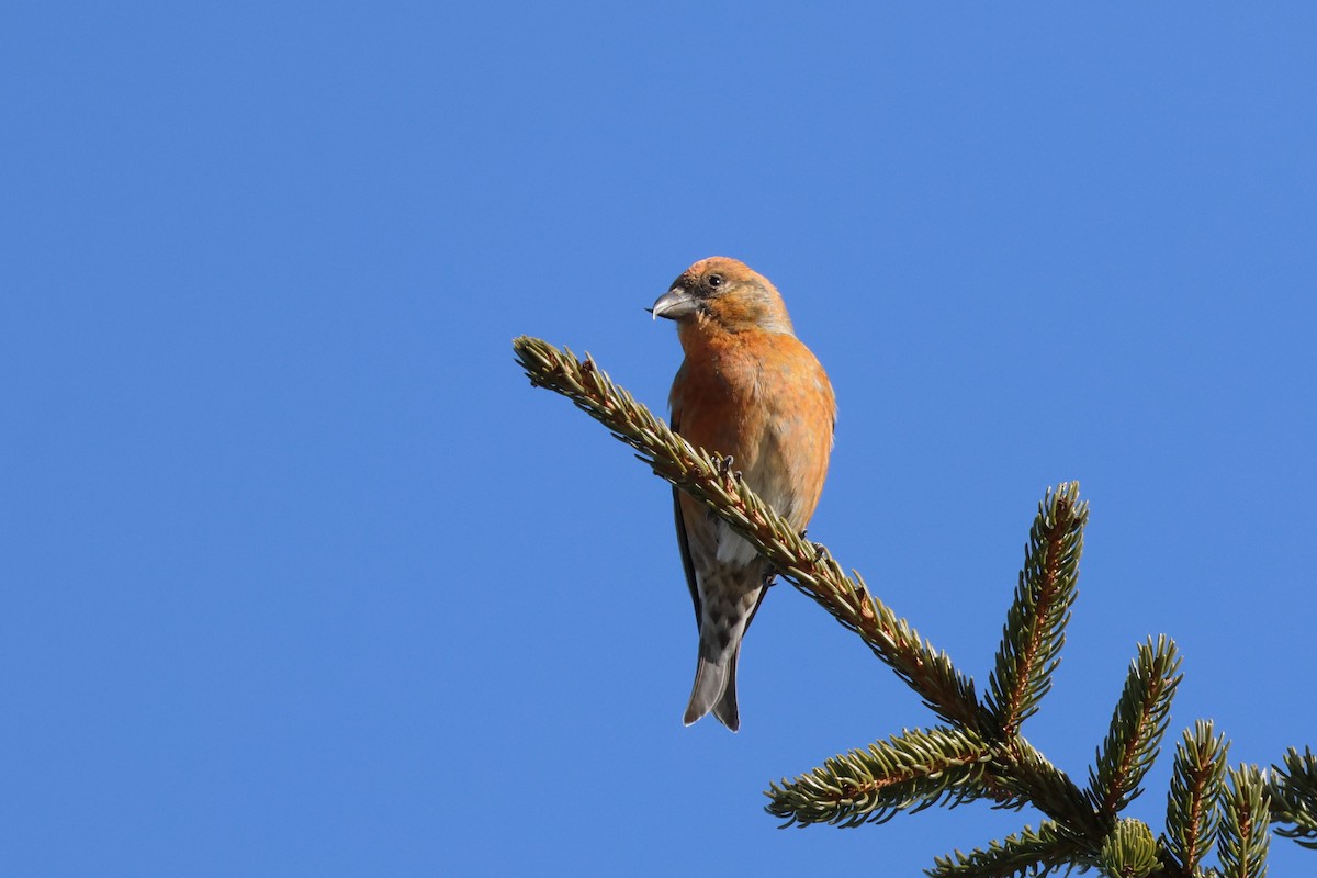 Red Crossbill - ML615318889