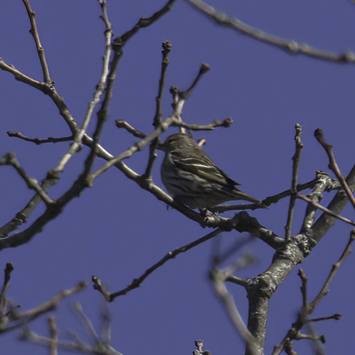 Pine Siskin - Dave Keith