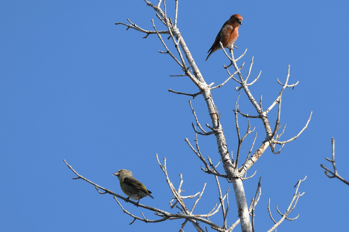 Red Crossbill (Ponderosa Pine or type 2) - ML615318907