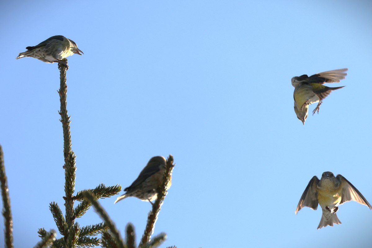 Red Crossbill (Ponderosa Pine or type 2) - ML615318908