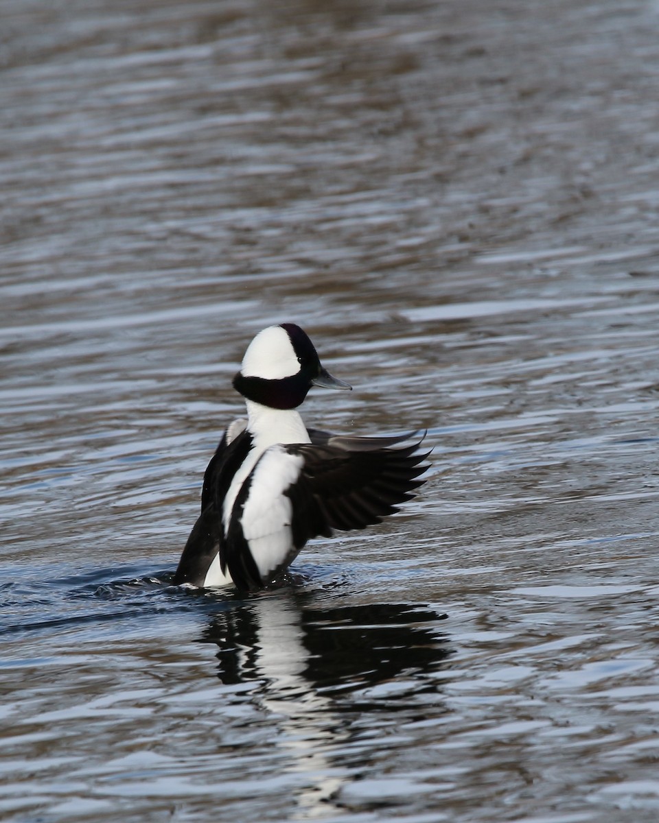 Bufflehead - ML615318996