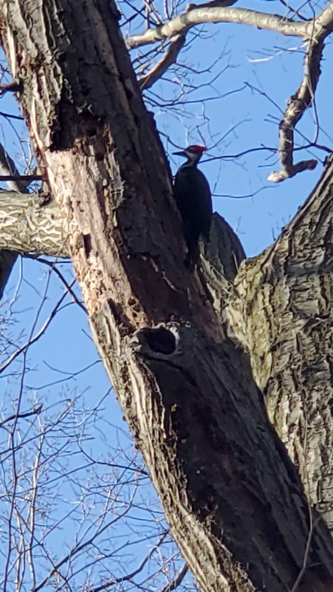 Pileated Woodpecker - ML615319038