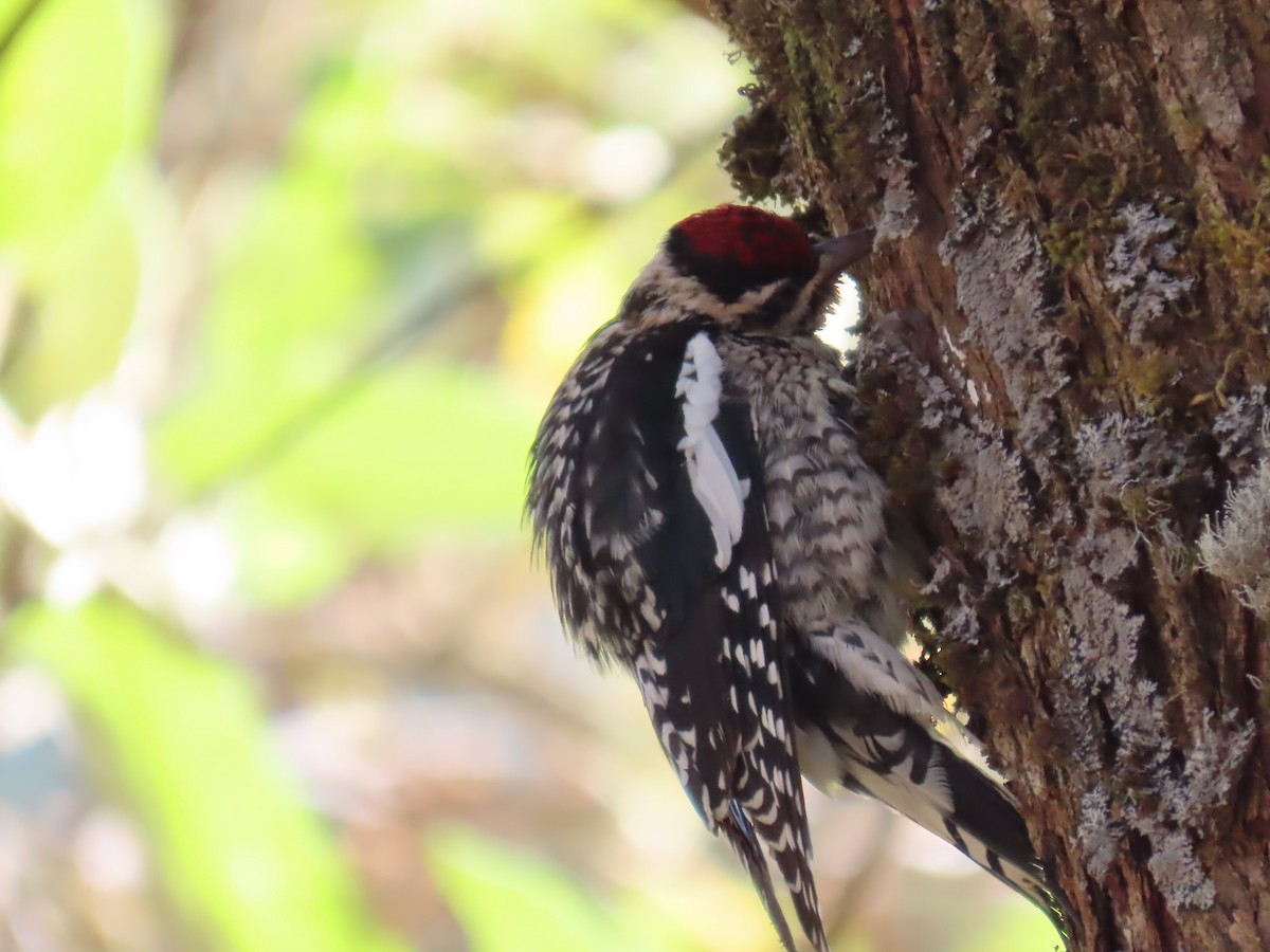 Yellow-bellied Sapsucker - ML615319057