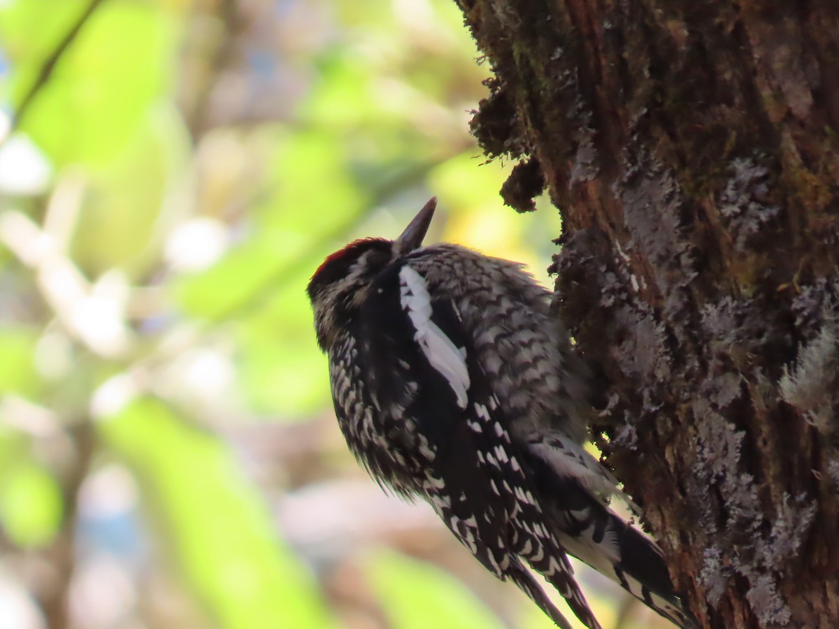 Yellow-bellied Sapsucker - ML615319058