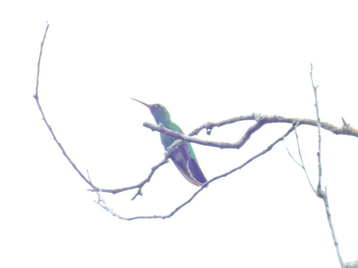 Зелёнохвостый колибри - ML615319088