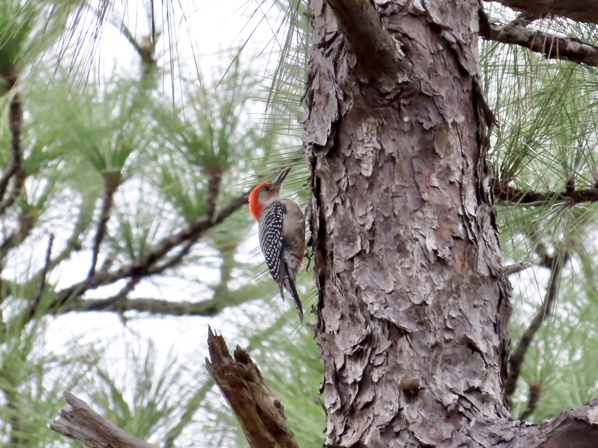 Red-bellied Woodpecker - ML615319100