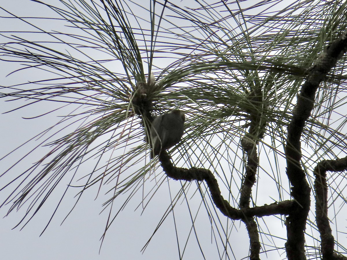 Brown-headed Nuthatch - ML615319121