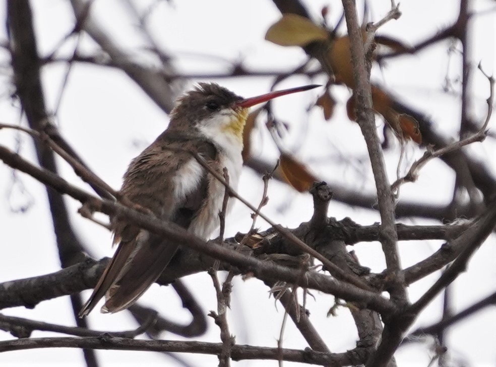 Violet-crowned Hummingbird - ML615319133