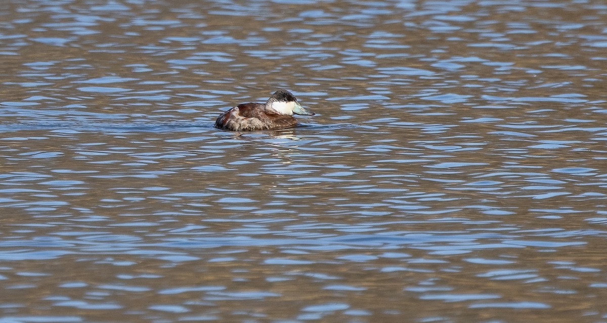 Érismature rousse - ML615319138