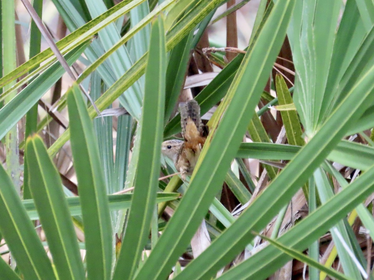 Sedge Wren - ML615319143