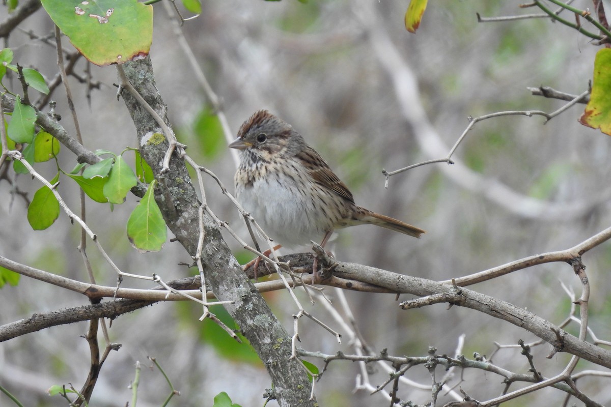 Lincoln's Sparrow - ML615319155