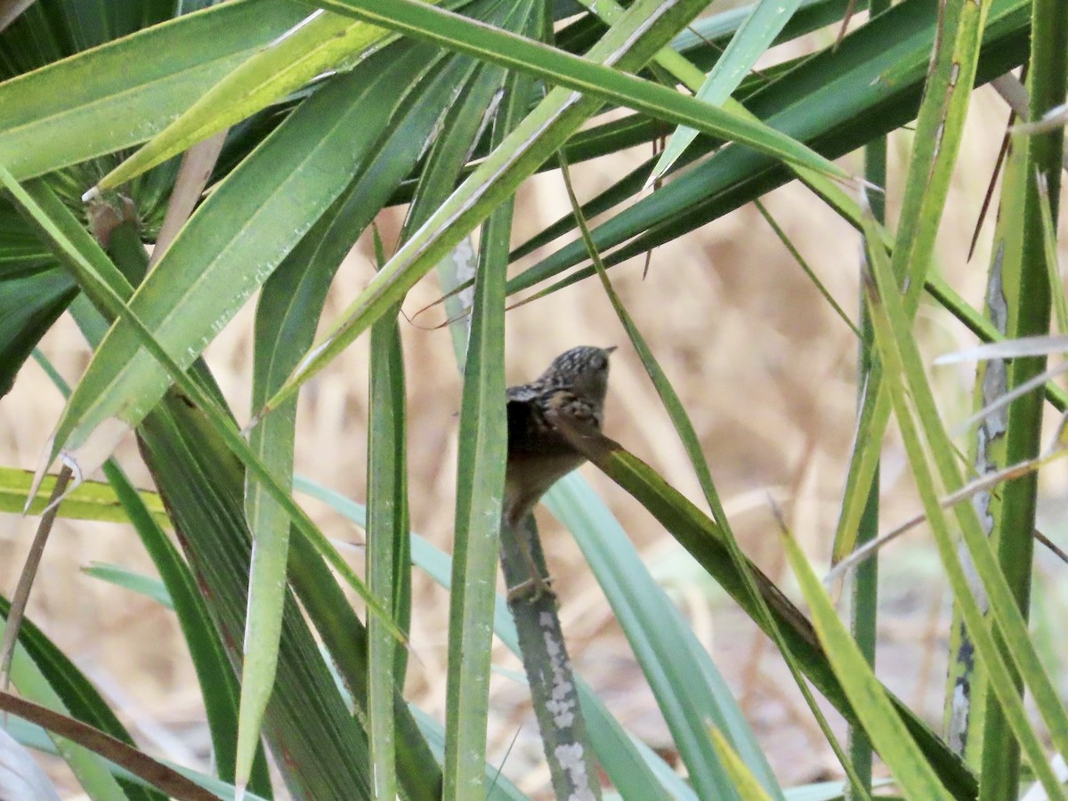 Sedge Wren - ML615319159