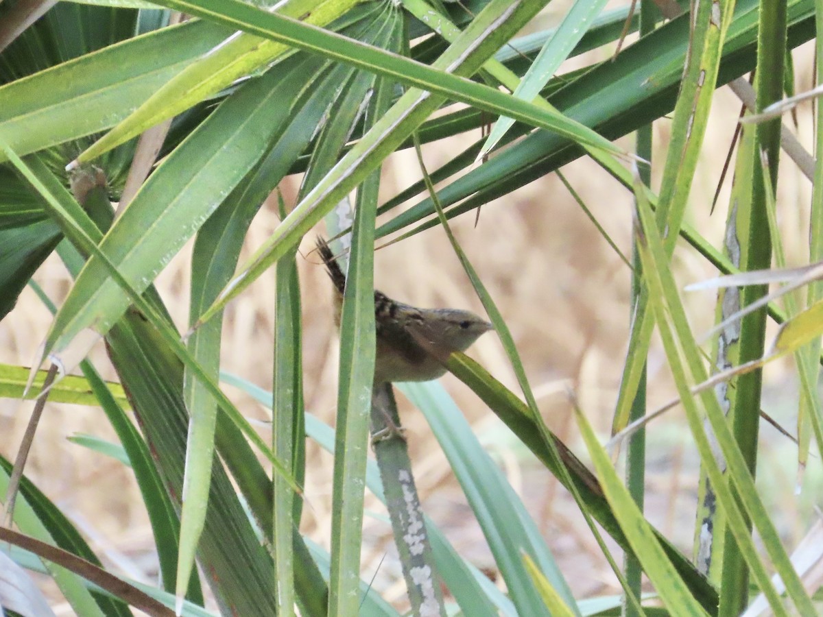 Sedge Wren - ML615319160