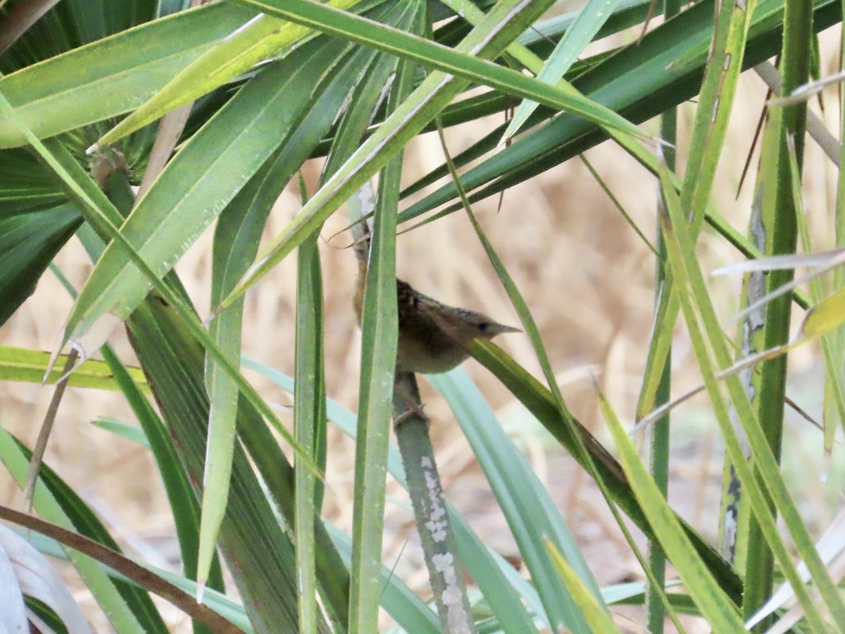 Sedge Wren - ML615319161