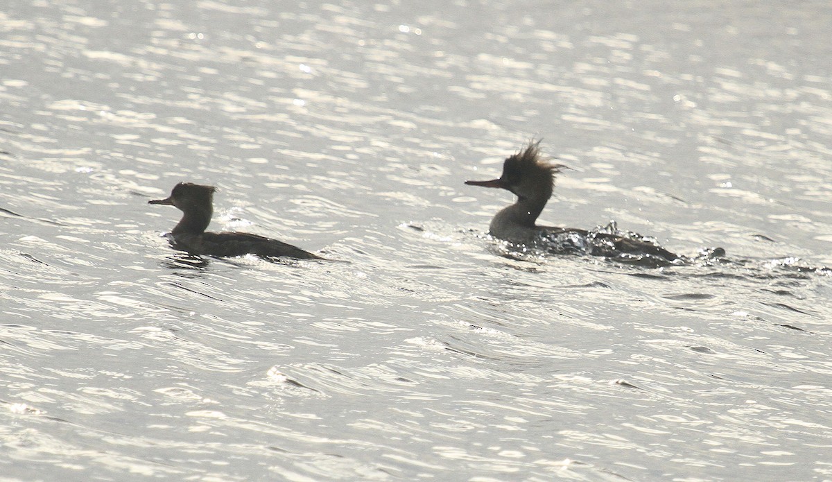 Hooded Merganser - ML615319168