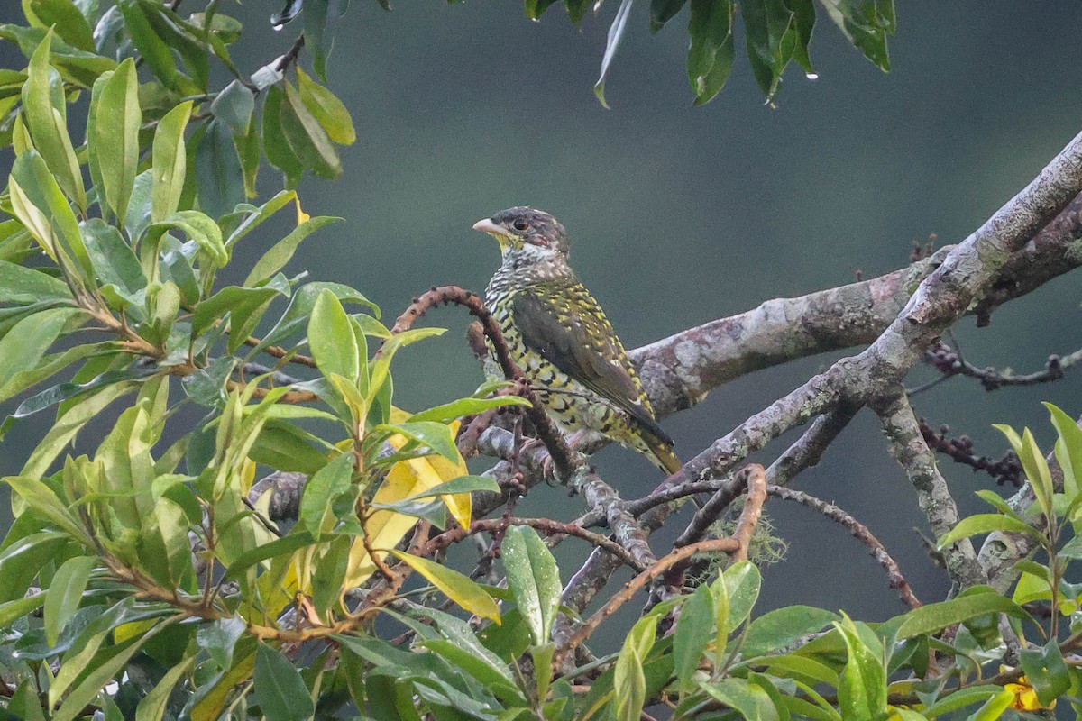 Swallow-tailed Cotinga - Skip Russell