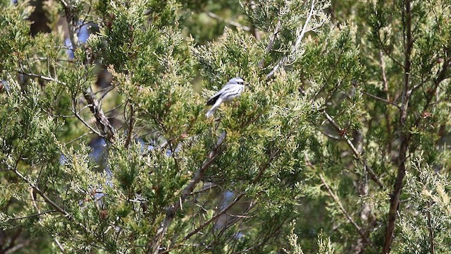 Black-throated Gray Warbler - ML615319197