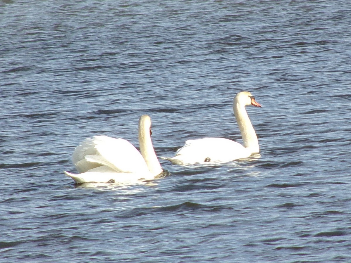 Mute Swan - Connor Daugherty