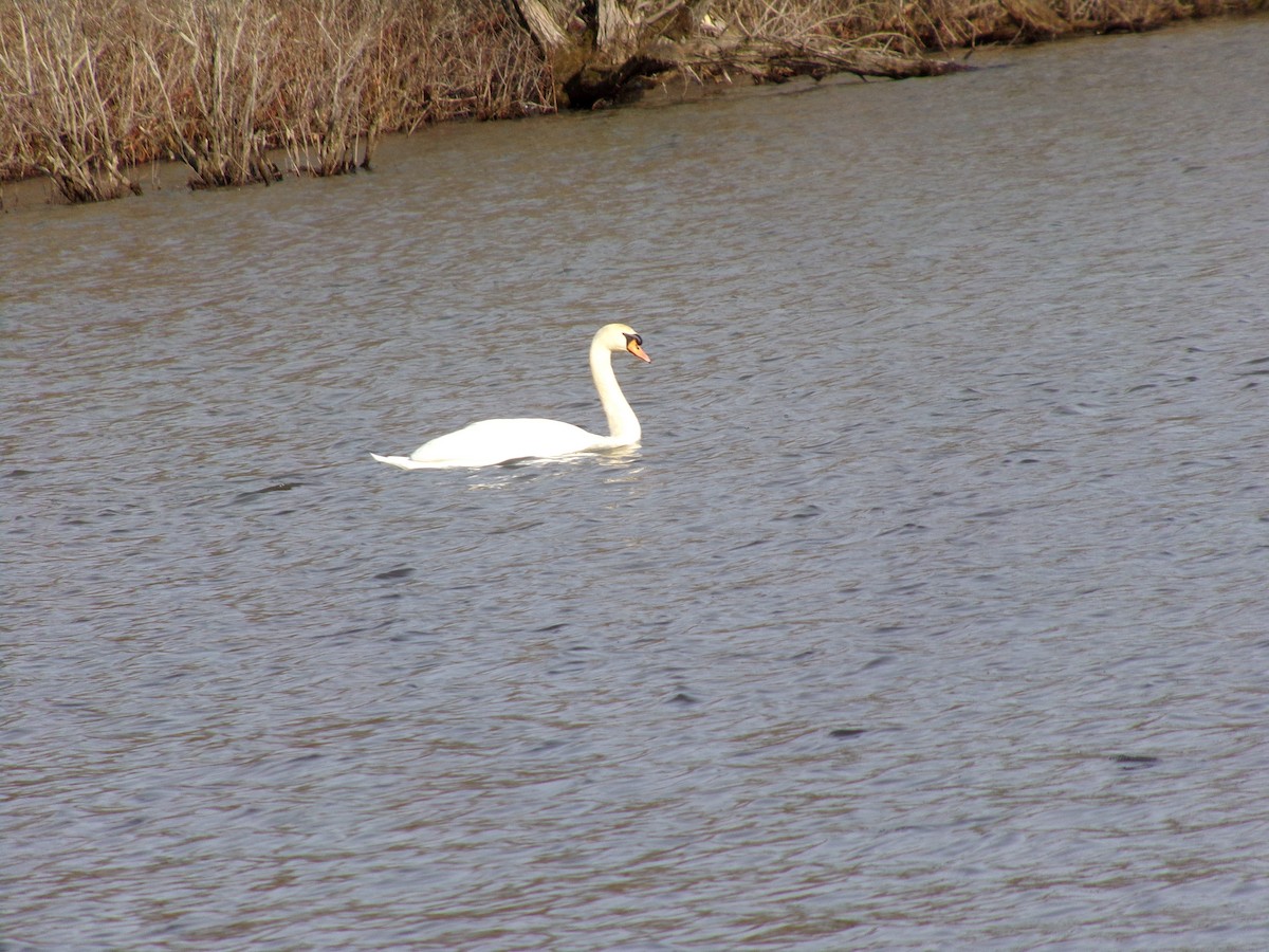 Mute Swan - Connor Daugherty