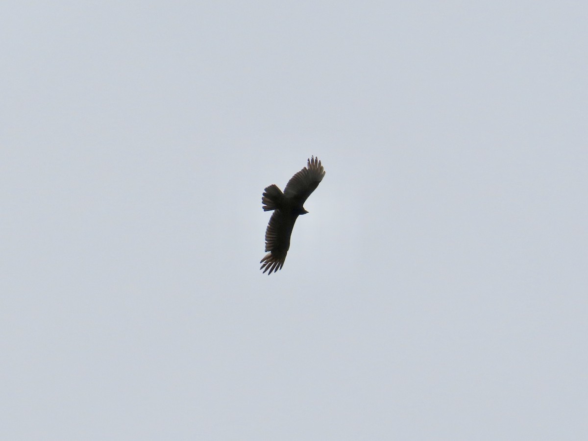 Turkey Vulture - ML615319241