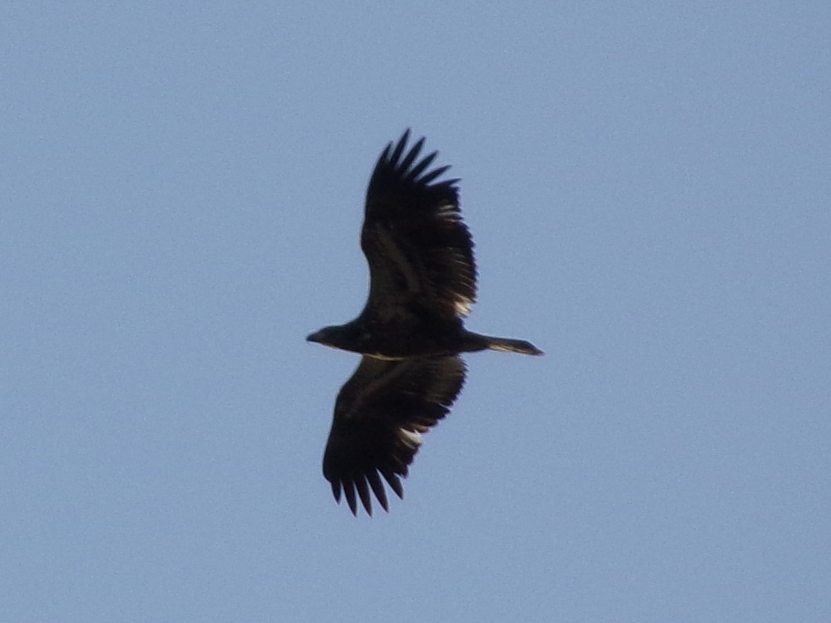 Bald Eagle - Connor Daugherty