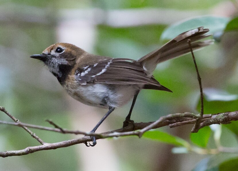 Oahu Elepaio - ML615319280