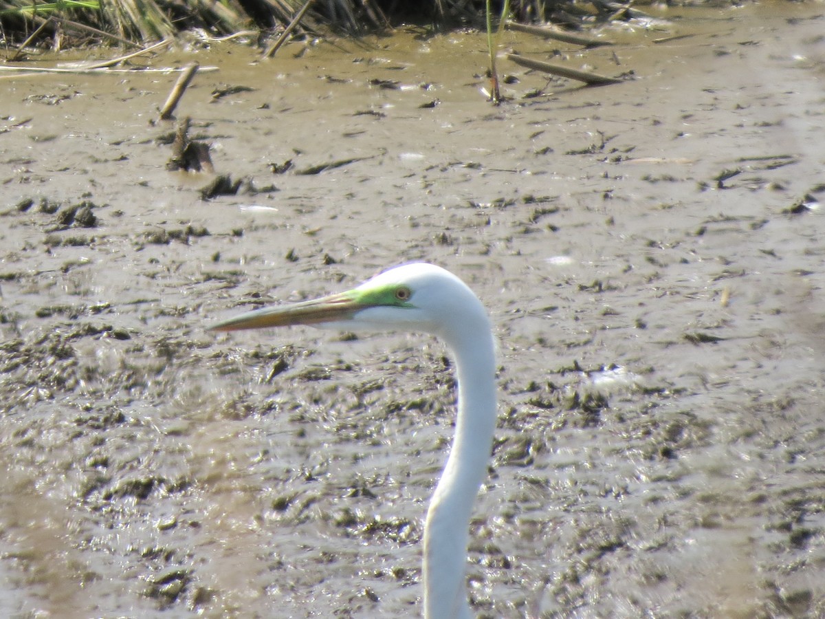 Great Egret - ML615319331